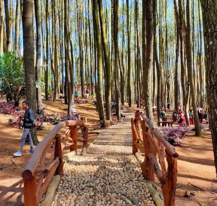 Hutan Pinus Mangunan – wisata Bantul Yogyakarta